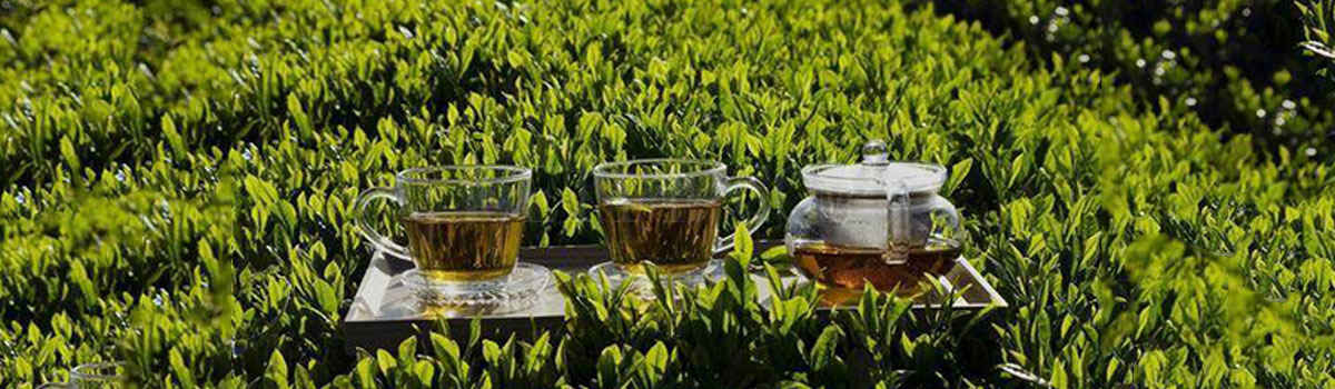 龙岩源韵茶叶帮您分类福鼎白茶,芽上茗白茶